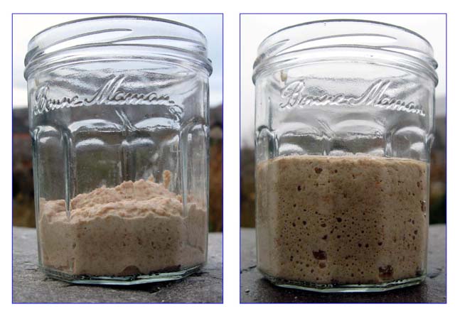 mouldy starter small