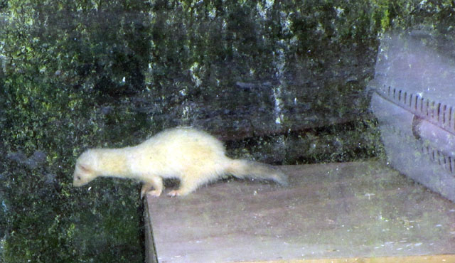 ferret 001 small